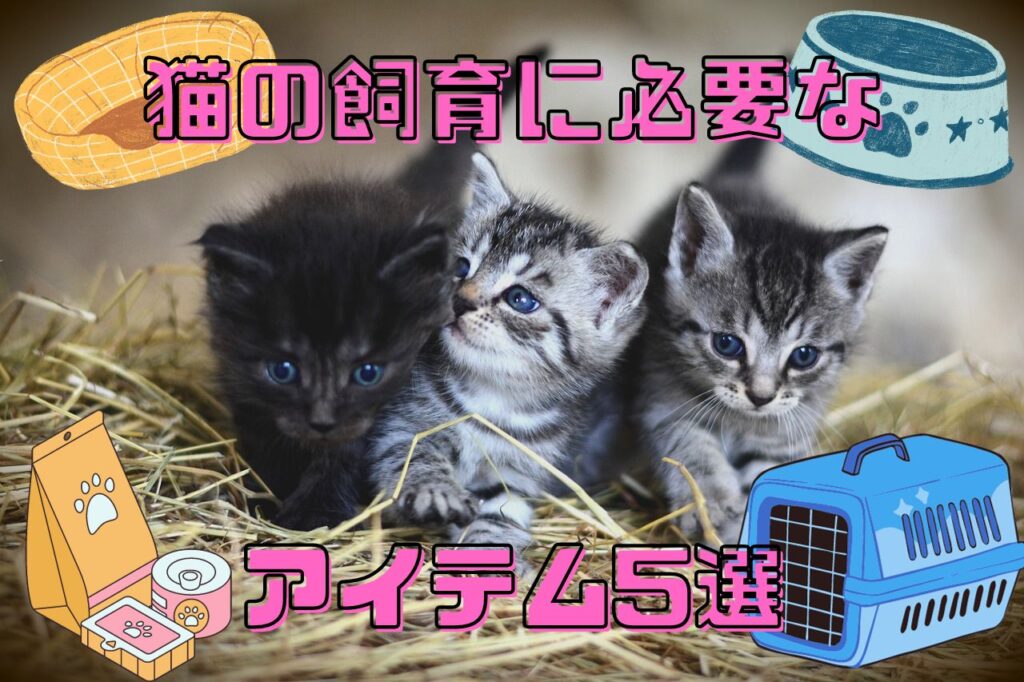 猫の飼育に必要なアイテム5選の画像